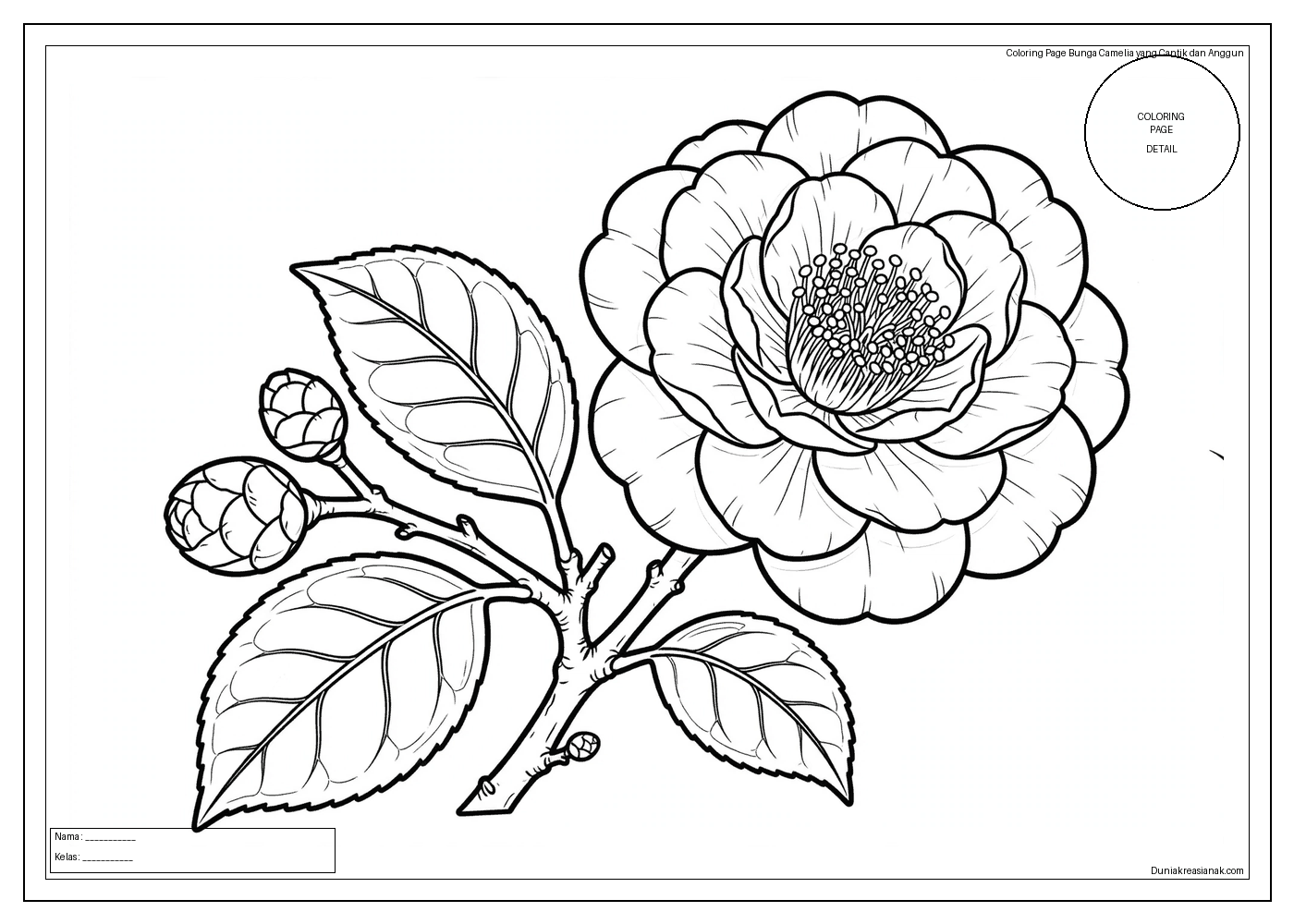 coloring page bunga camelia yang cantik dan anggun detail