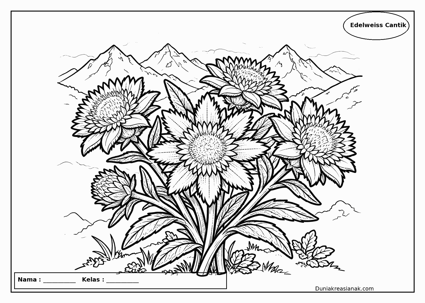 coloring page bunga edelweiss yang cantik di pegunungan level detail